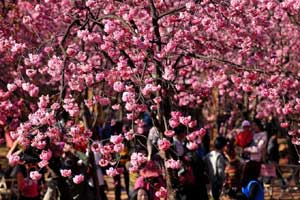 Shanghai commuters can stop and smell the roses