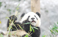 App calls for panda protection