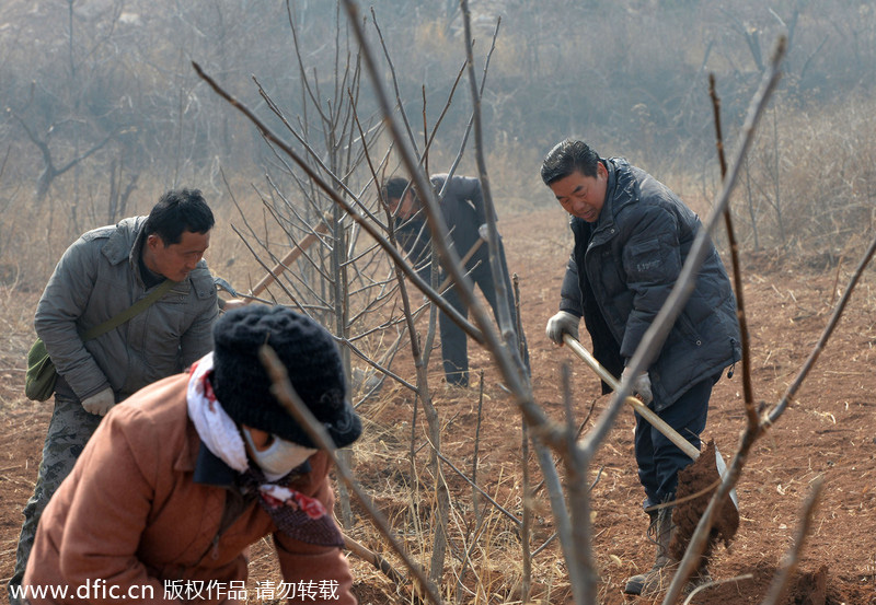 Planting forests on barren hills