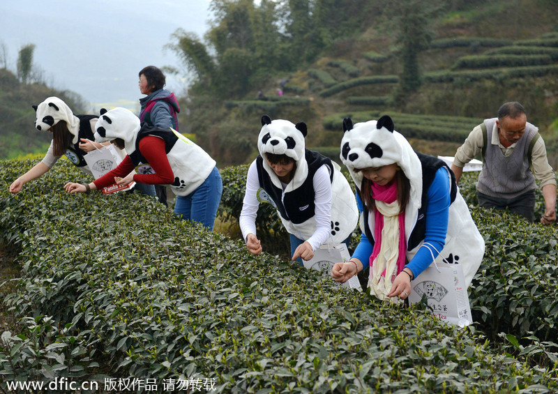 Special tea fertilized by panda feces