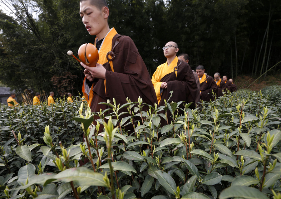 Monks pick zen tea in Hangzhou's Fajing Buddha Temple