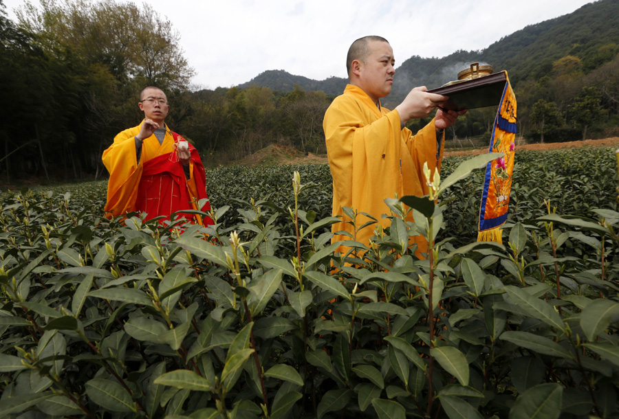 Monks pick zen tea in Hangzhou's Fajing Buddha Temple
