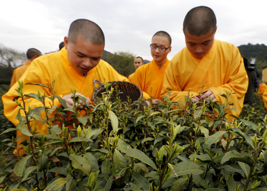 Monks pick zen tea in Hangzhou's Fajing Buddha Temple