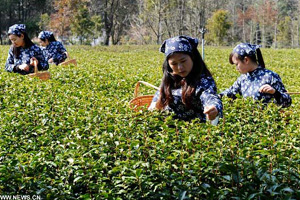 Monks pick zen tea in Hangzhou's Fajing Buddha Temple