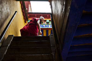 Monks pick zen tea in Hangzhou's Fajing Buddha Temple