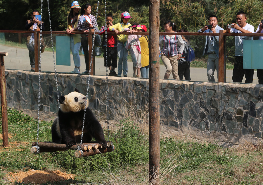 Zoo installs TV to cheer panda up