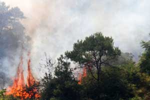 SW China forest fire burns for third day