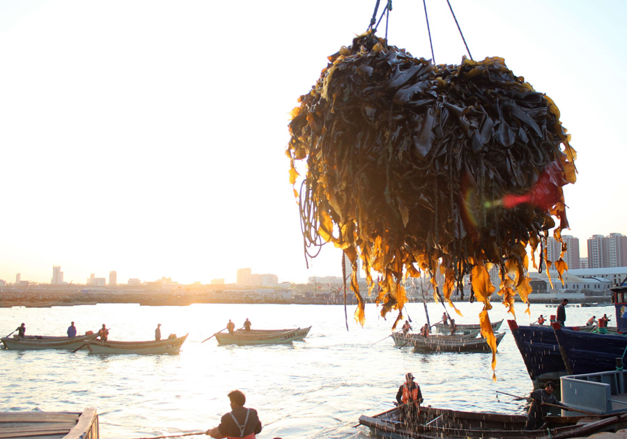 Peak season for kelp in Shandong