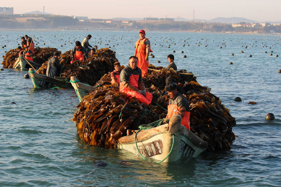 Peak season for kelp in Shandong