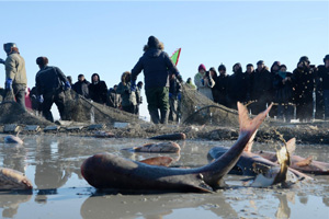 Peak season for kelp in Shandong