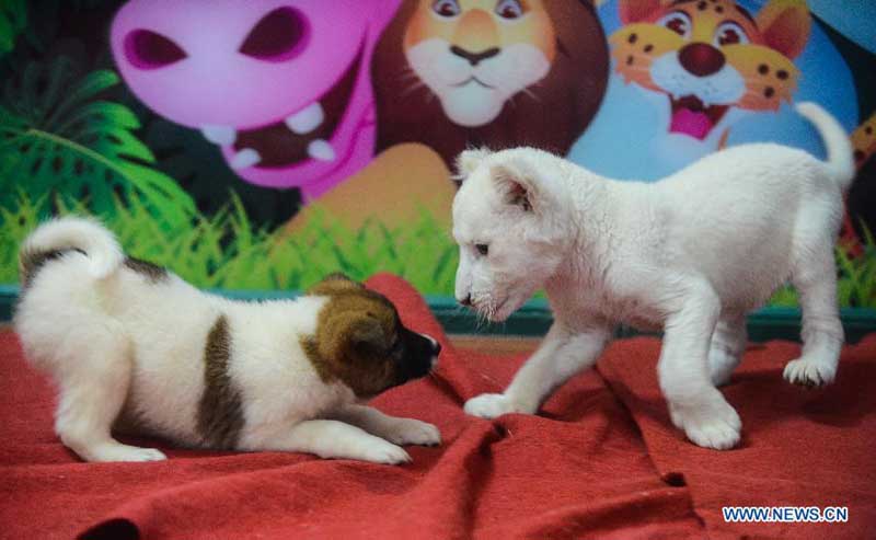 White lion cub nursed by dog in wildlife park