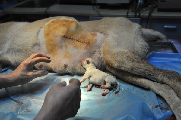 Labrador gives birth to 14 puppies in Fuzhou