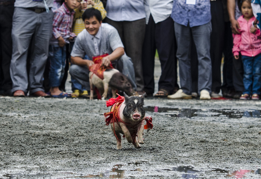 Fast-pacing piglets in S China