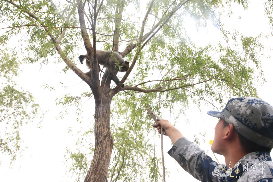 Chinese air force trains monkeys to remove bird’s nests