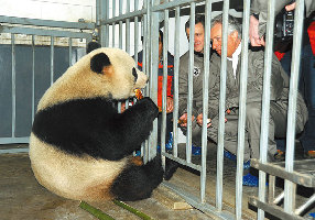 Wild panda in need of a wash and brush up