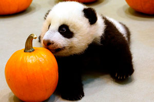 US-born pandas arrive at Chinese research base