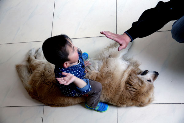 Therapy dogs ease plight of autistic children