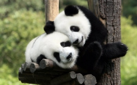 Pandas will arrive in Kuala Lumpur on Wednesday