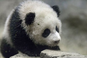 Pandas will arrive in Kuala Lumpur on Wednesday