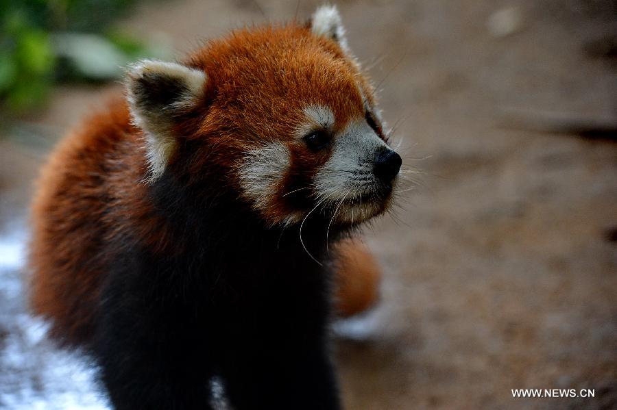 Red pandas from Fuzhou to become new residents in Taipei