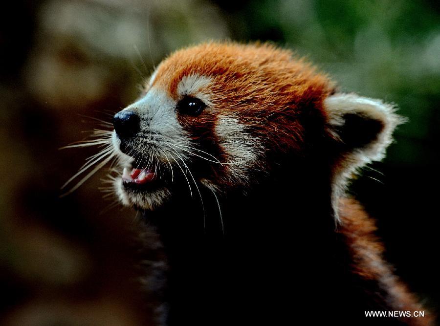 Red pandas from Fuzhou to become new residents in Taipei