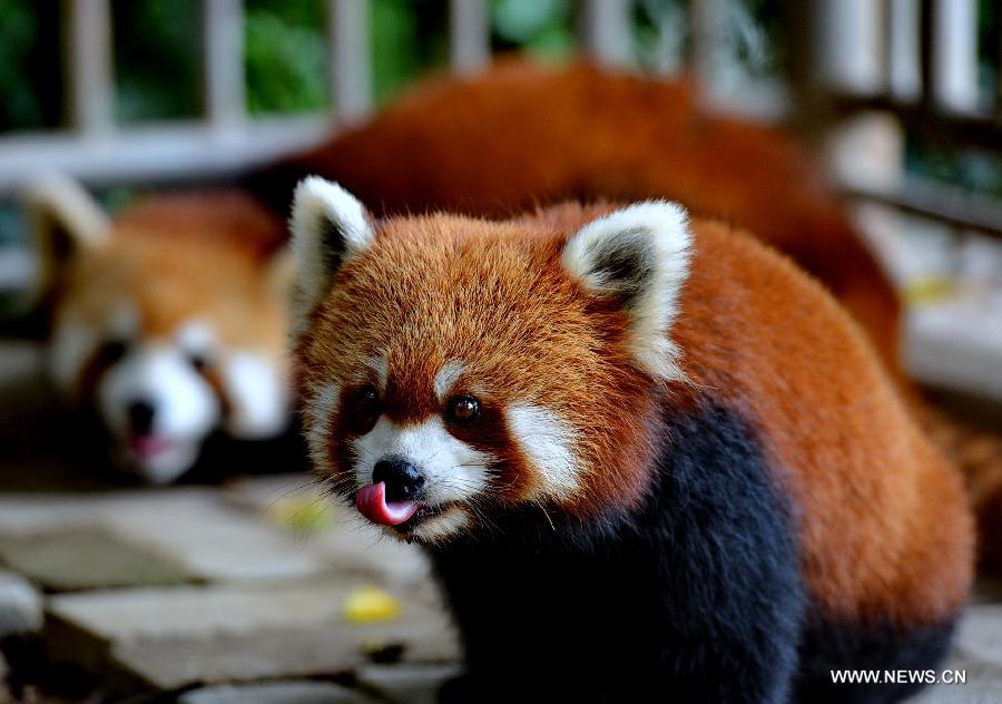 Red pandas from Fuzhou to become new residents in Taipei