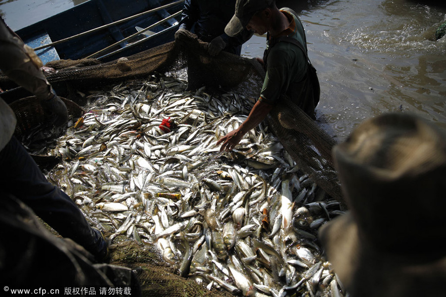 10 tons of fish buried alive at landfill in S China