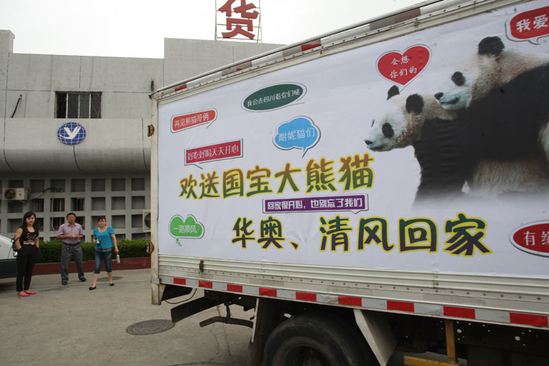 Pandas in Shandong are going home