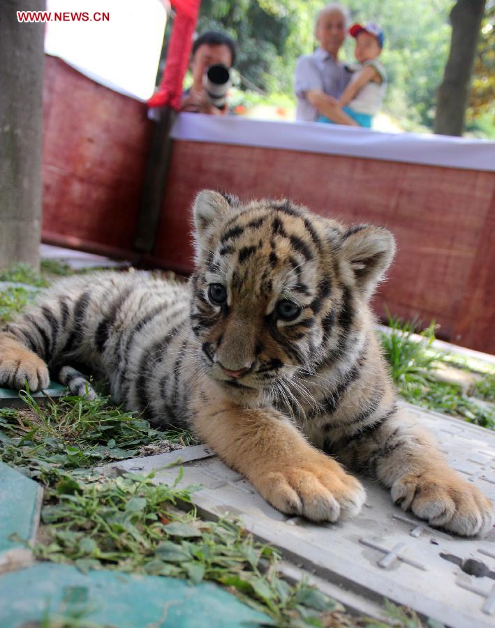 Siberian tiger cubs greet visitors