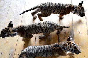 Siberian tiger cubs greet visitors