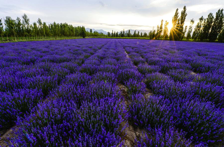 Lavenders blossom in valley of Ili River