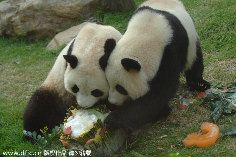 RIP <EM>Xinxin</EM>: Panda, 6, mourned in Macao