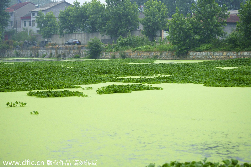 Water hyacinth plants overgrowth in Yichang