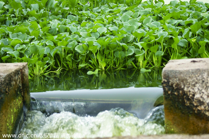 Water hyacinth plants overgrowth in Yichang