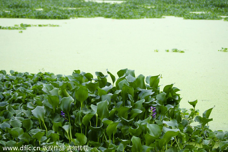 Water hyacinth plants overgrowth in Yichang