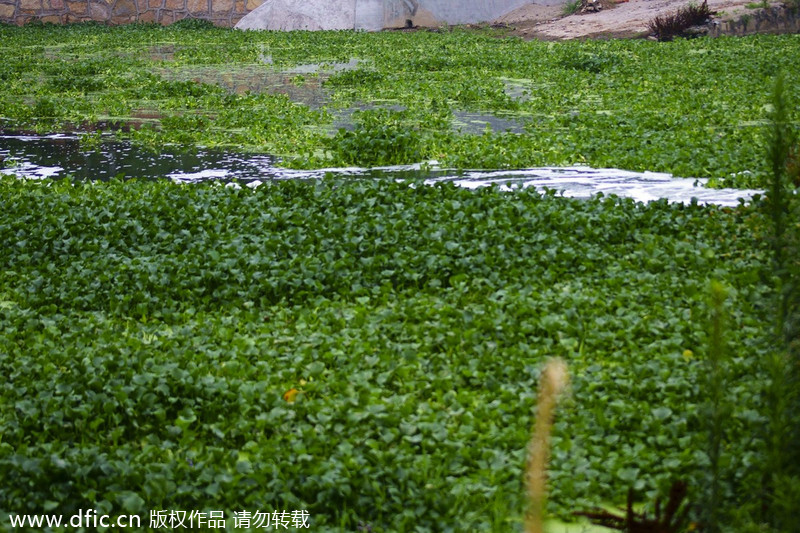 Water hyacinth plants overgrowth in Yichang