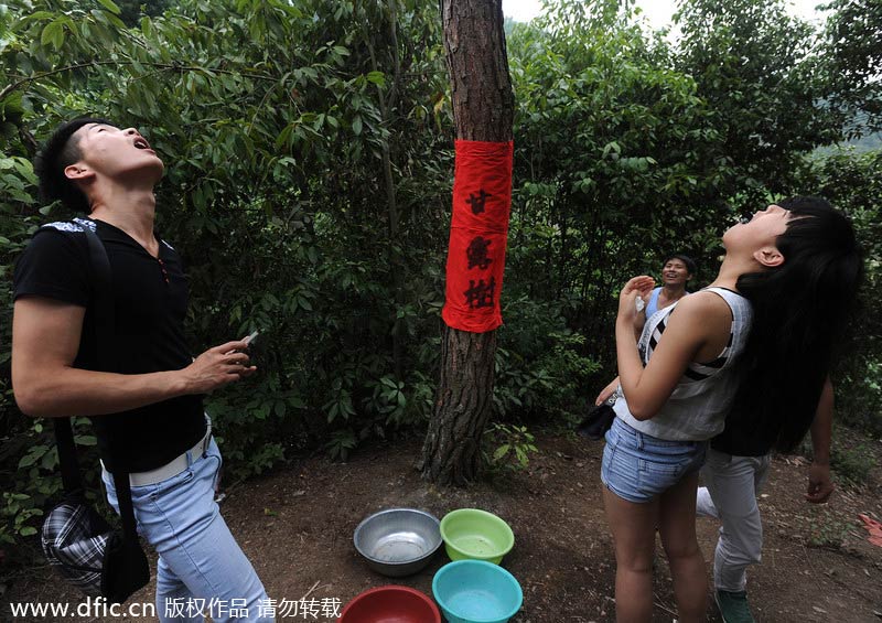 Rare liquid falls from pine trees