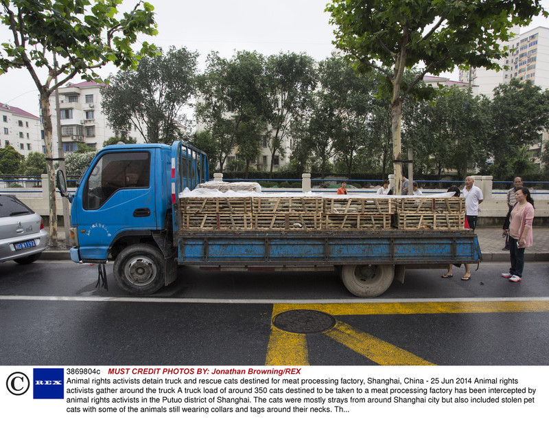 Animal rights activists intercept truck carrying 350 cats