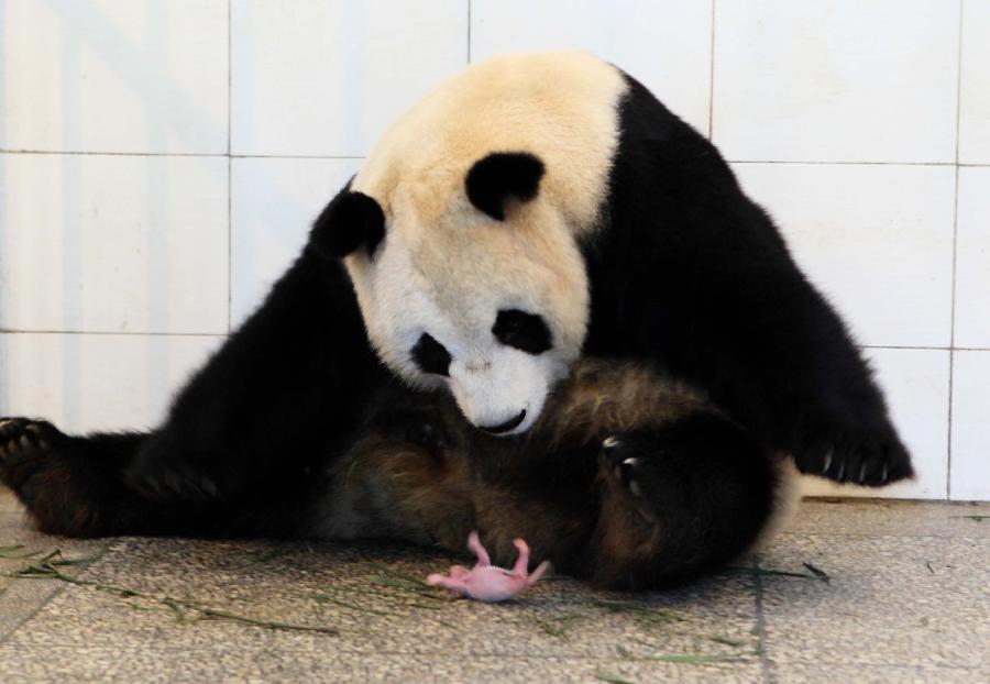 Giant panda baby born in SW China