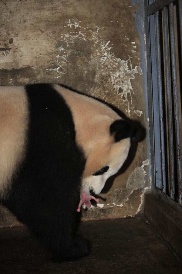 Giant panda delivers twin cubs in Chengdu