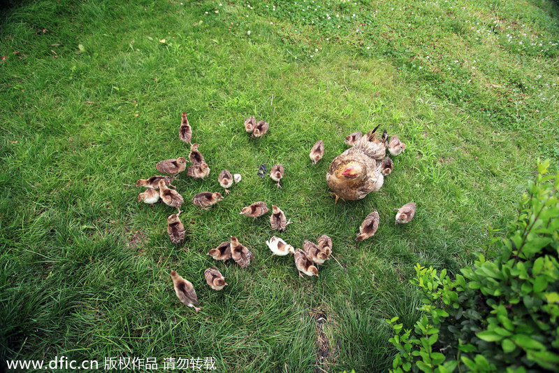 Mother hens for newborn peacocks