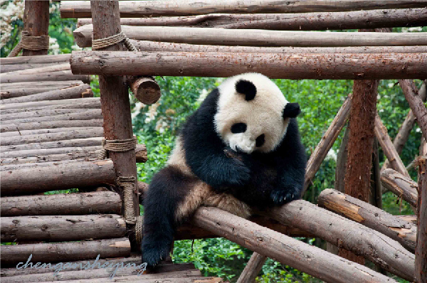 Chengdu solicits colored sketches of panda worldwide