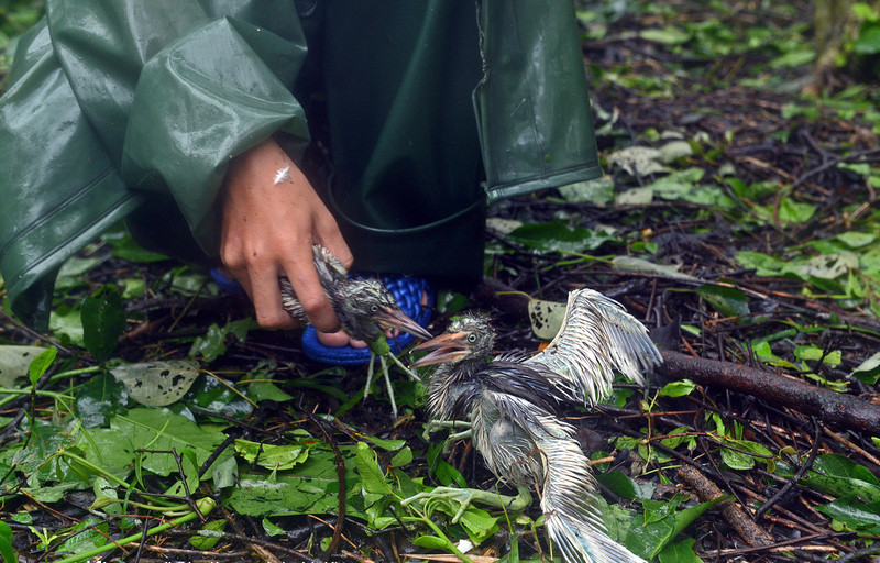 Villagers aid feathered friends