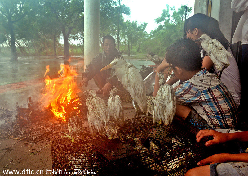 Villagers aid feathered friends