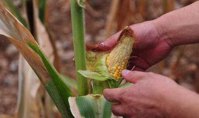 Henan hit by worst drought in 63 years