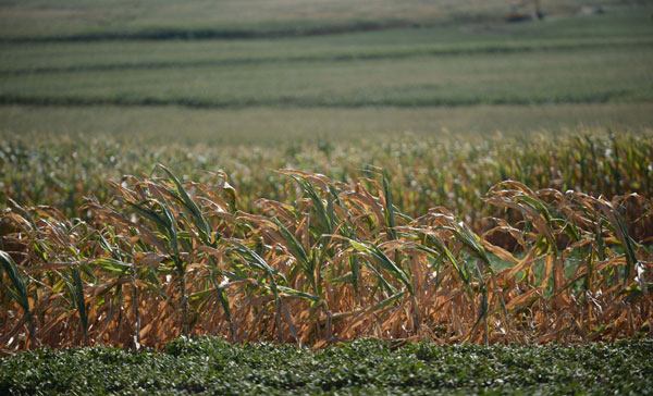 Emergency response initiated for drought-hit NE China