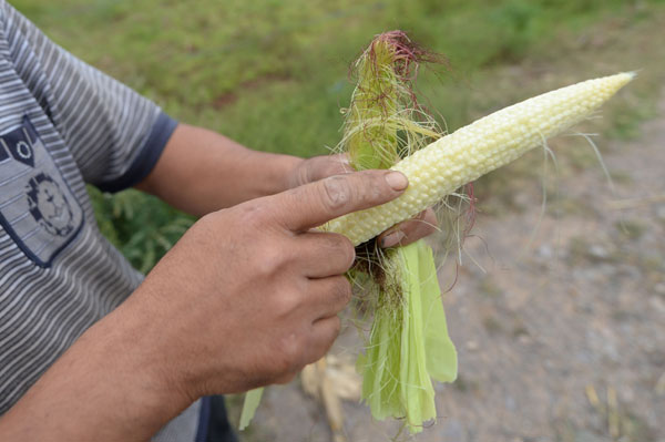 Emergency response initiated for drought-hit NE China