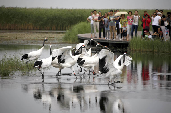 5,000 villagers face relocation to save endangered red-crowned cranes