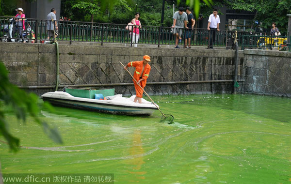 Algae plagues East China waterway