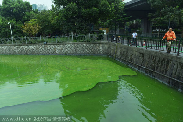 Algae plagues East China waterway